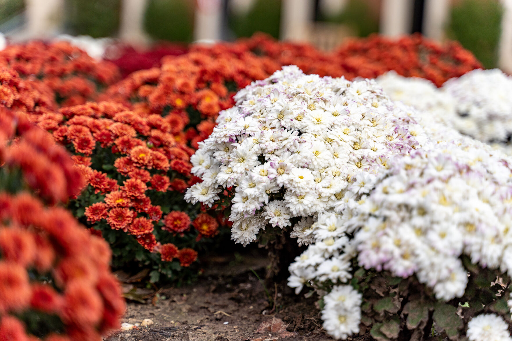 South Oval mums
